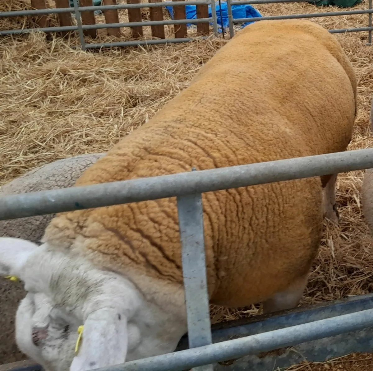 Top Quality Pedigree Texel Shearling - Image 2