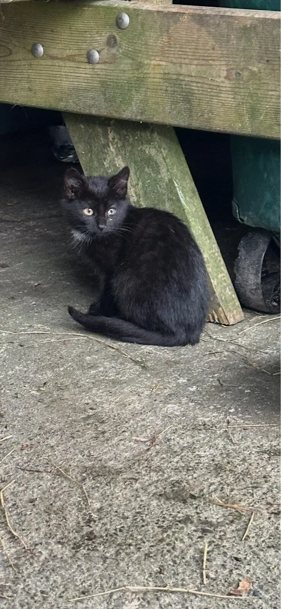 Kittens - Image 2