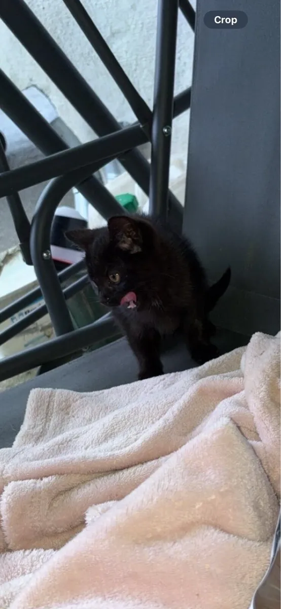 Kittens - Image 3