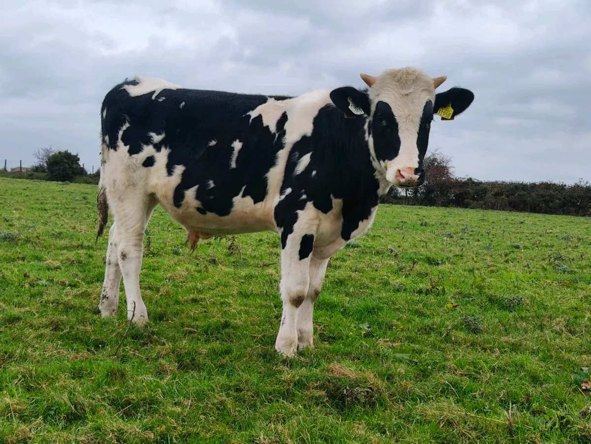 Weanling bulls - Image 2