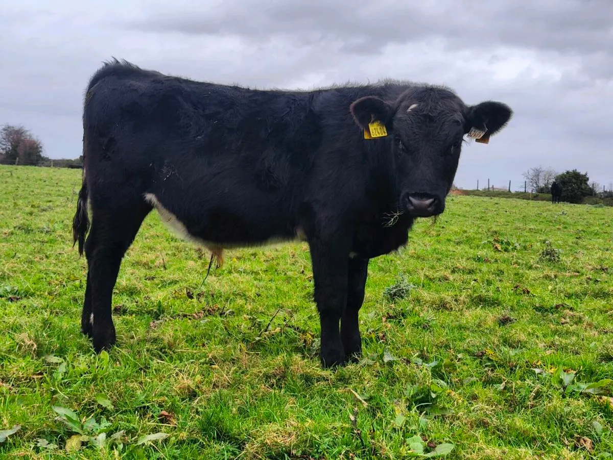 Weanling bulls - Image 1