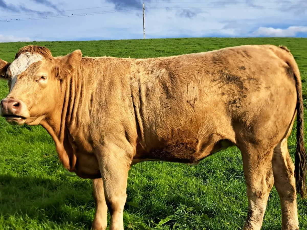 Continental Springing Heifers - Image 4