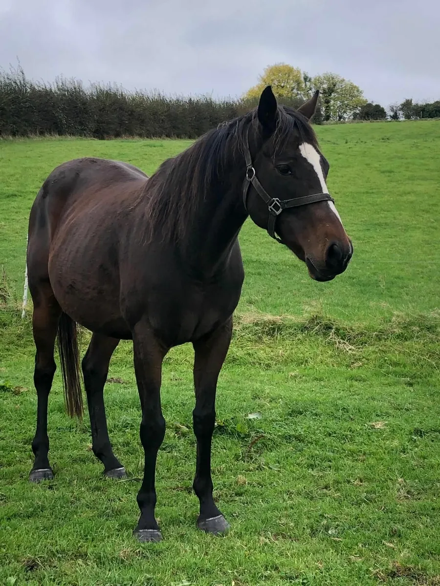 2 Year Old Filly - Image 1
