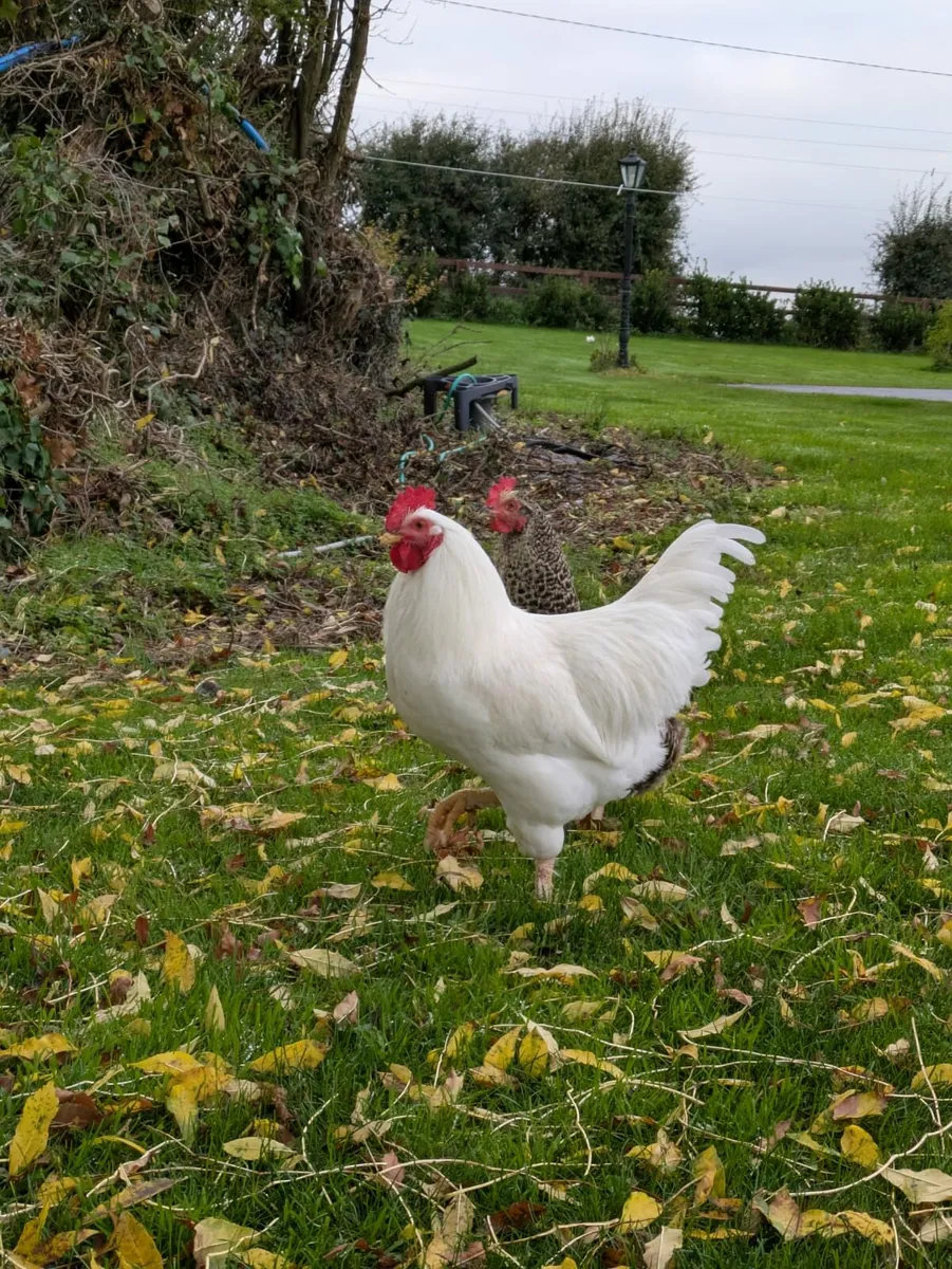 Chicken - Image 1