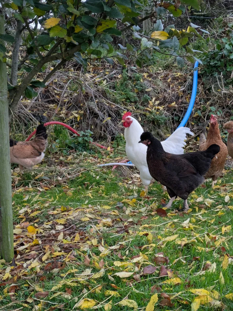 Chicken - Image 2
