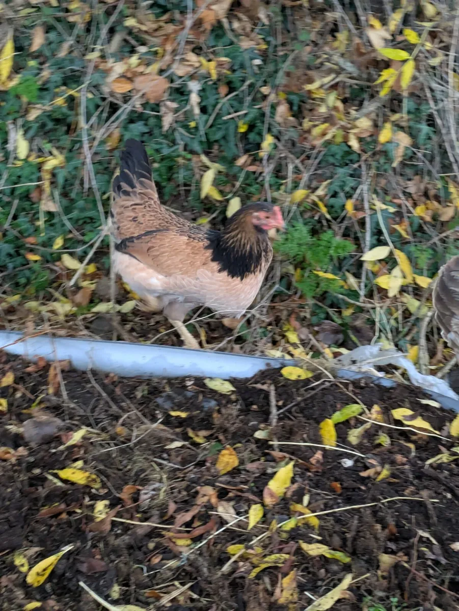 Chicken - Image 3