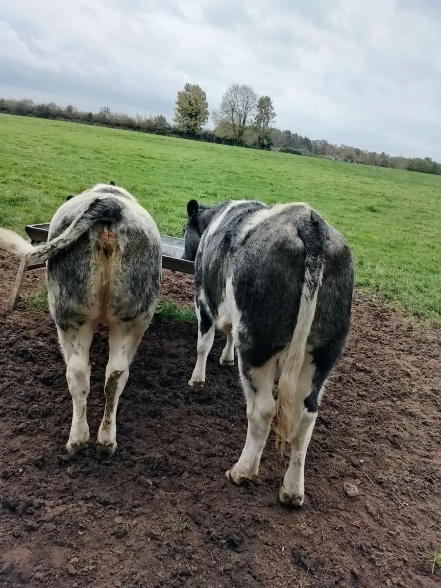 Animals - Image 1