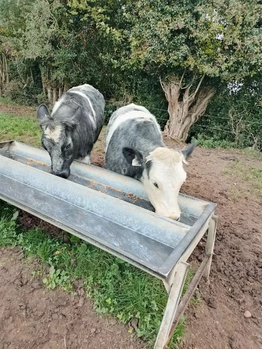 Animals - Image 2