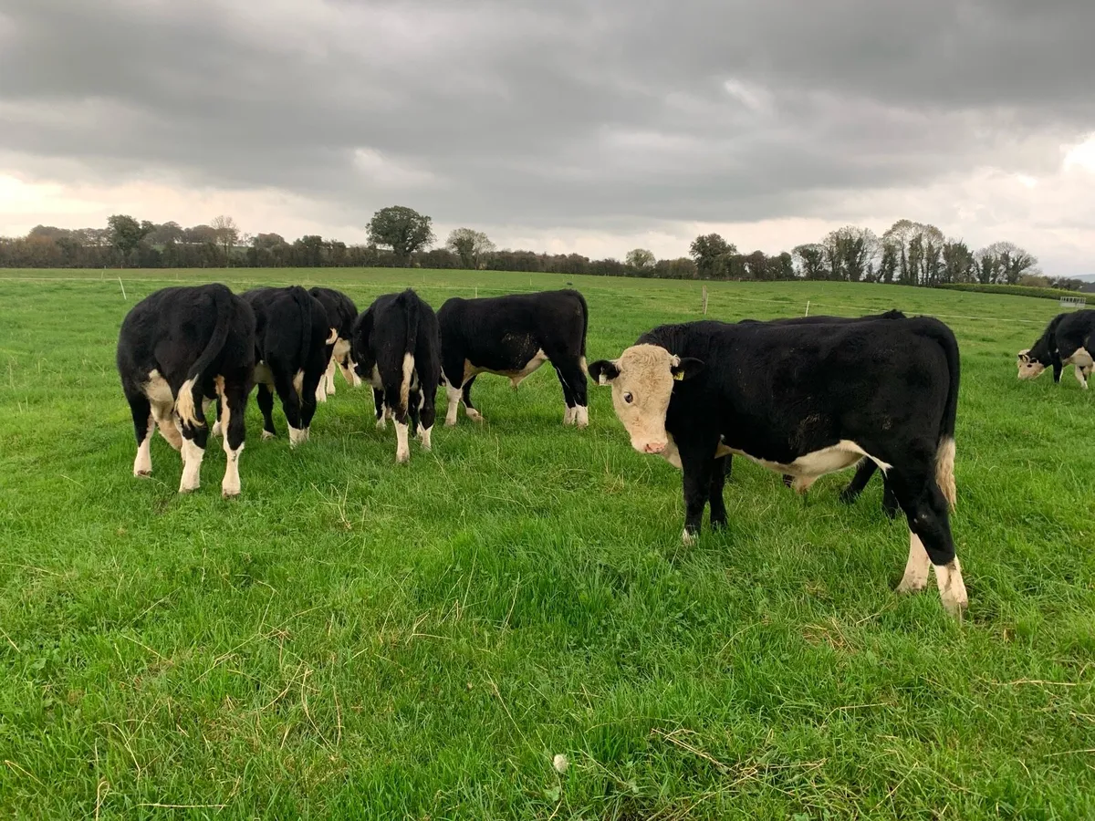 8 Hereford Bull Weanlings - Image 1