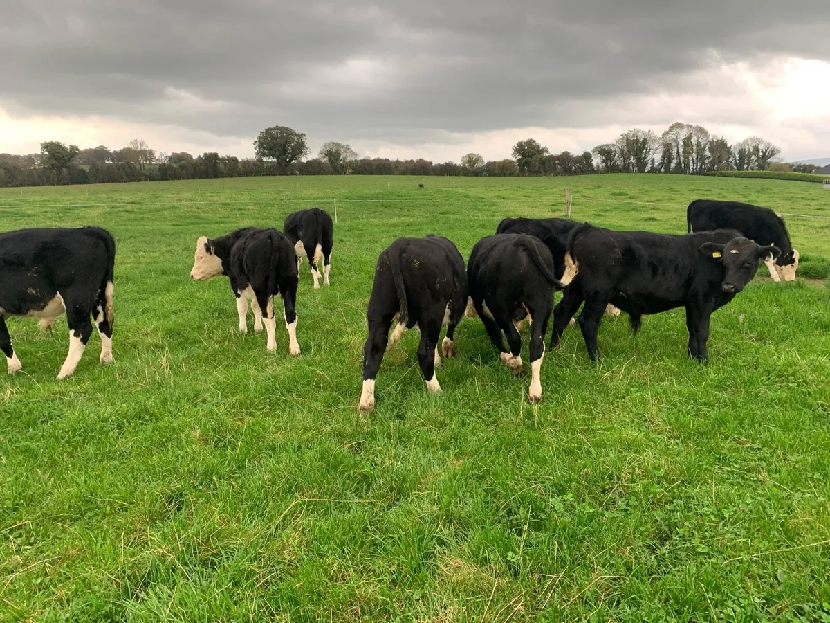 8 Hereford Bull Weanlings - Image 2