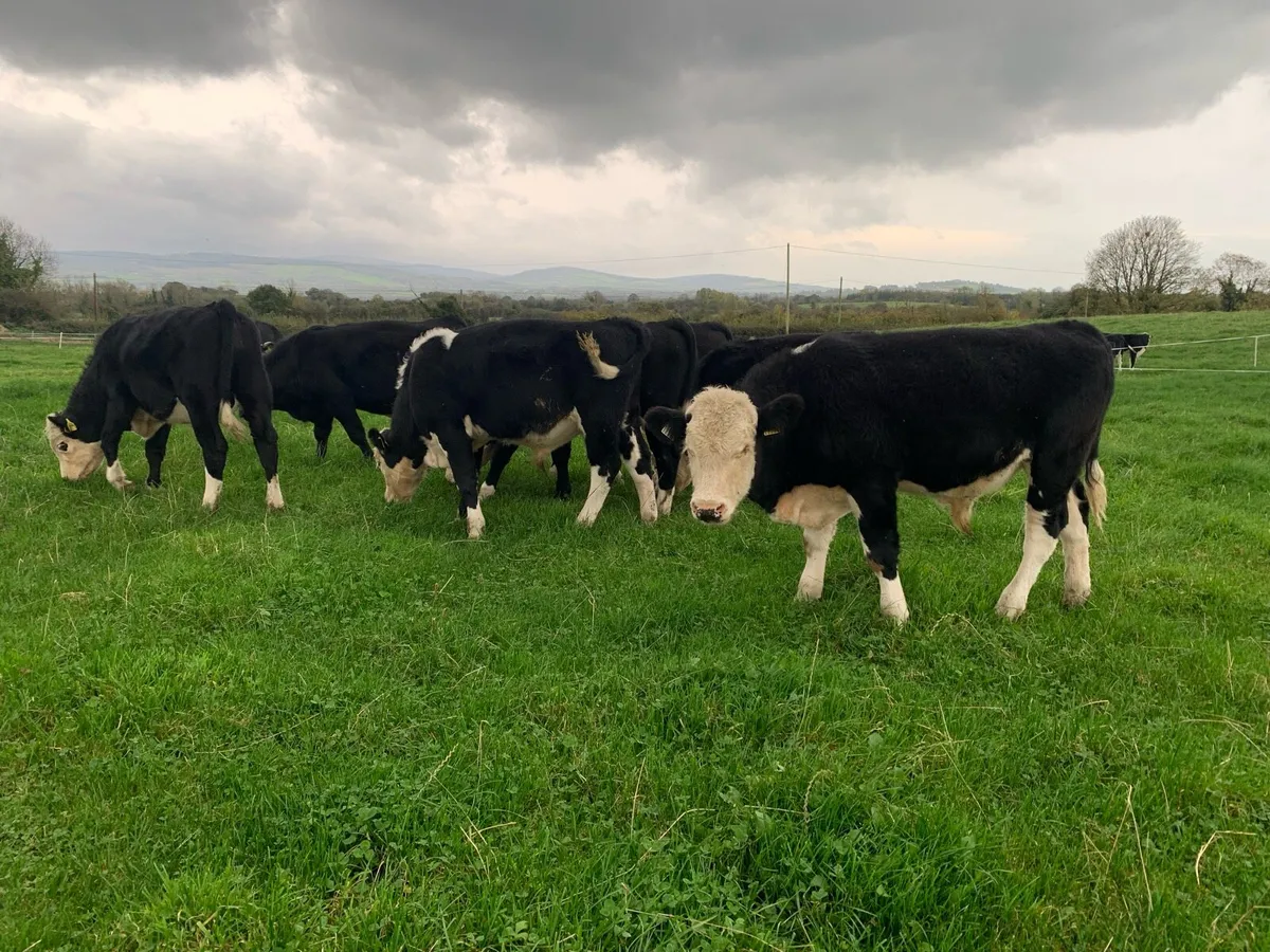 8 Hereford Bull Weanlings - Image 3