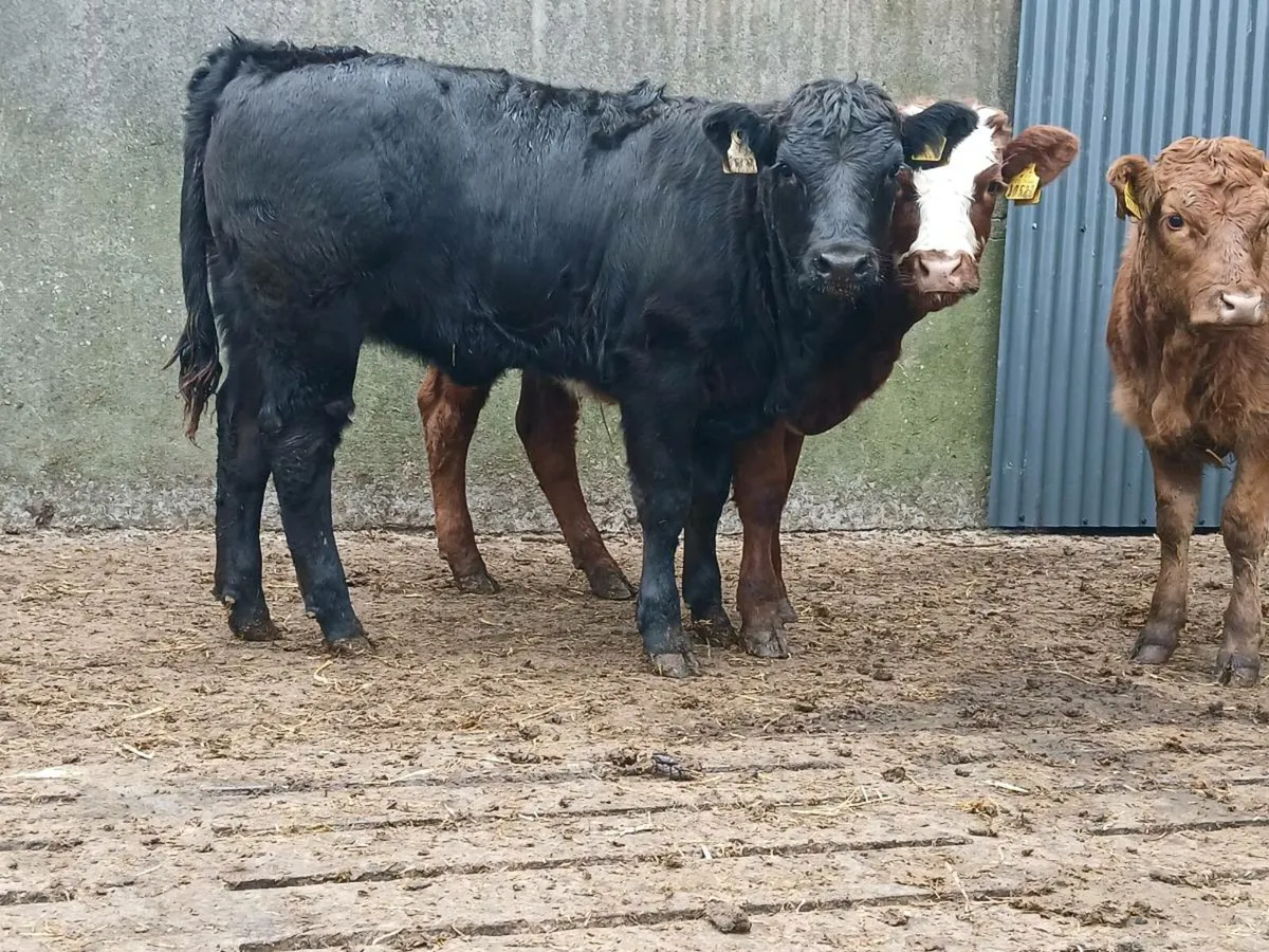 12 Super Heifer Weanlings - Image 1