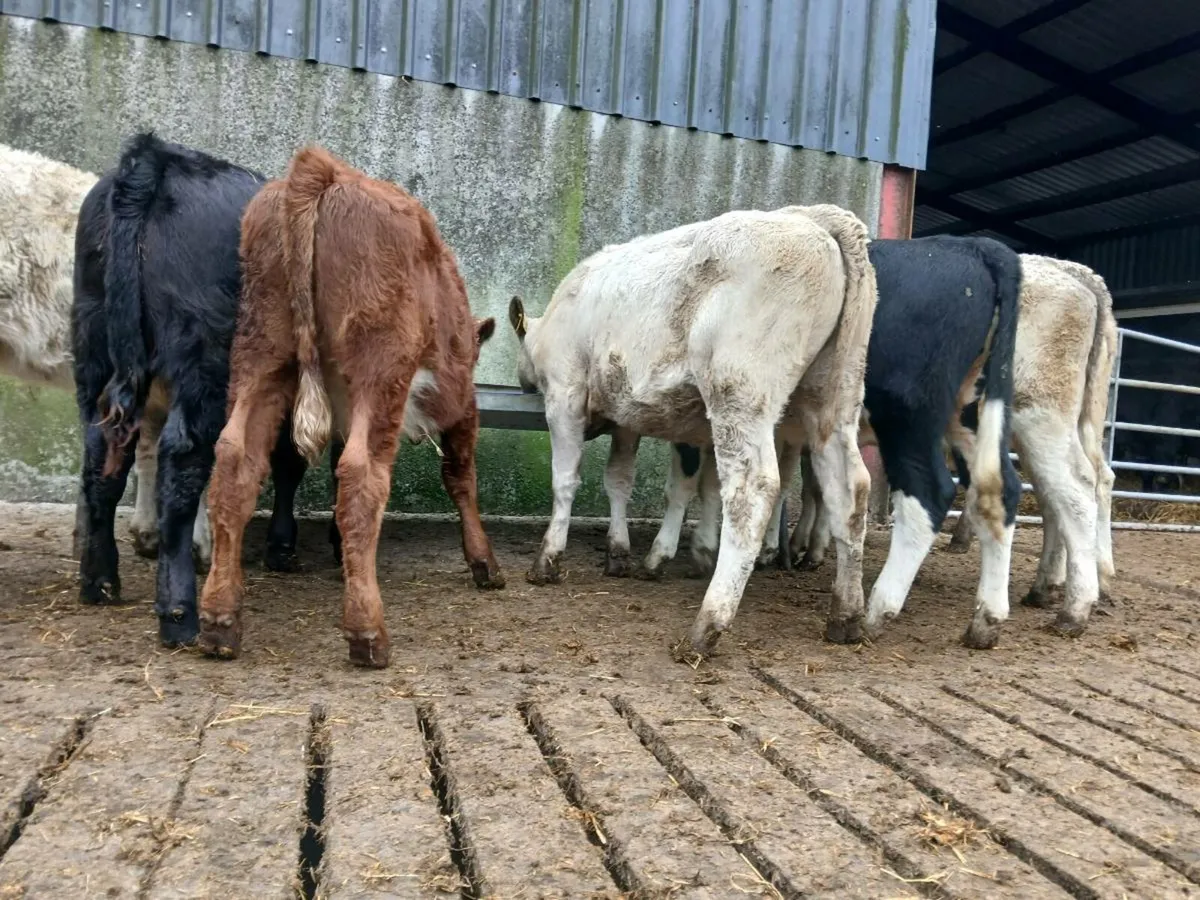 12 Super Heifer Weanlings - Image 3