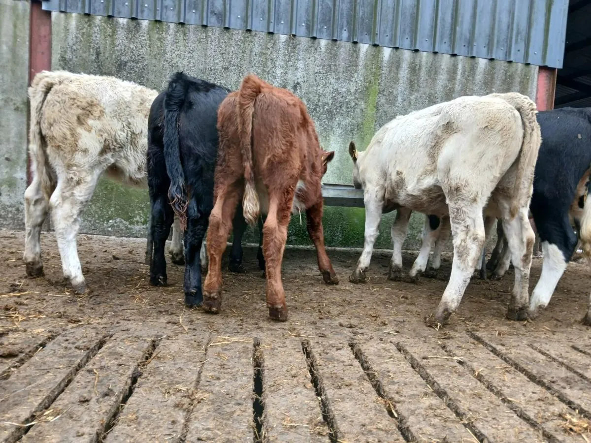 12 Super Heifer Weanlings - Image 4