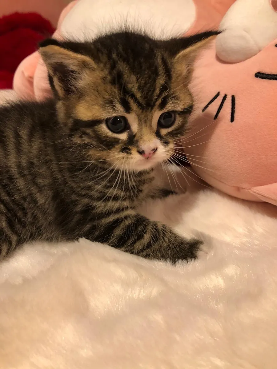 Kittens - Image 1