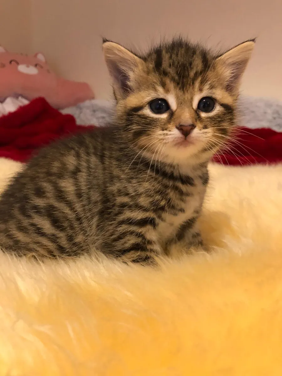 Kittens - Image 3