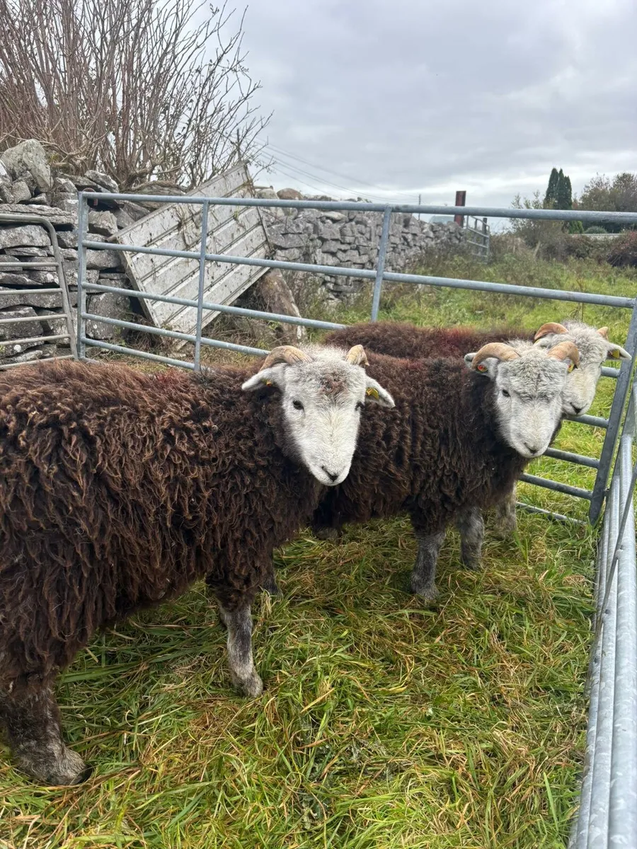 Herdwick Ram Lambs SIS approved - Image 1