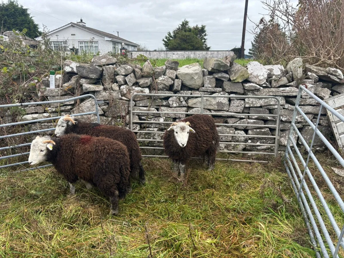 Herdwick Ram Lambs SIS approved - Image 2