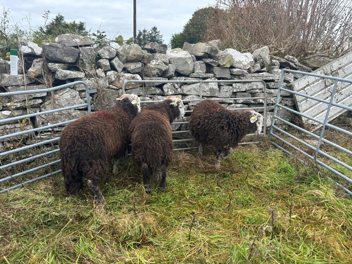Herdwick Ram Lambs SIS approved - Image 3