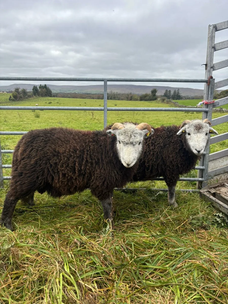 Herdwick Ram Lambs SIS approved - Image 4