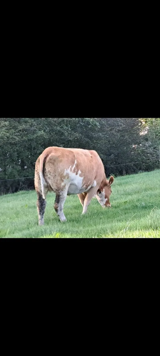 Continental Springing Heifers - Image 2