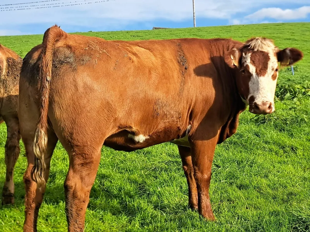 Continental Springing Heifers - Image 3