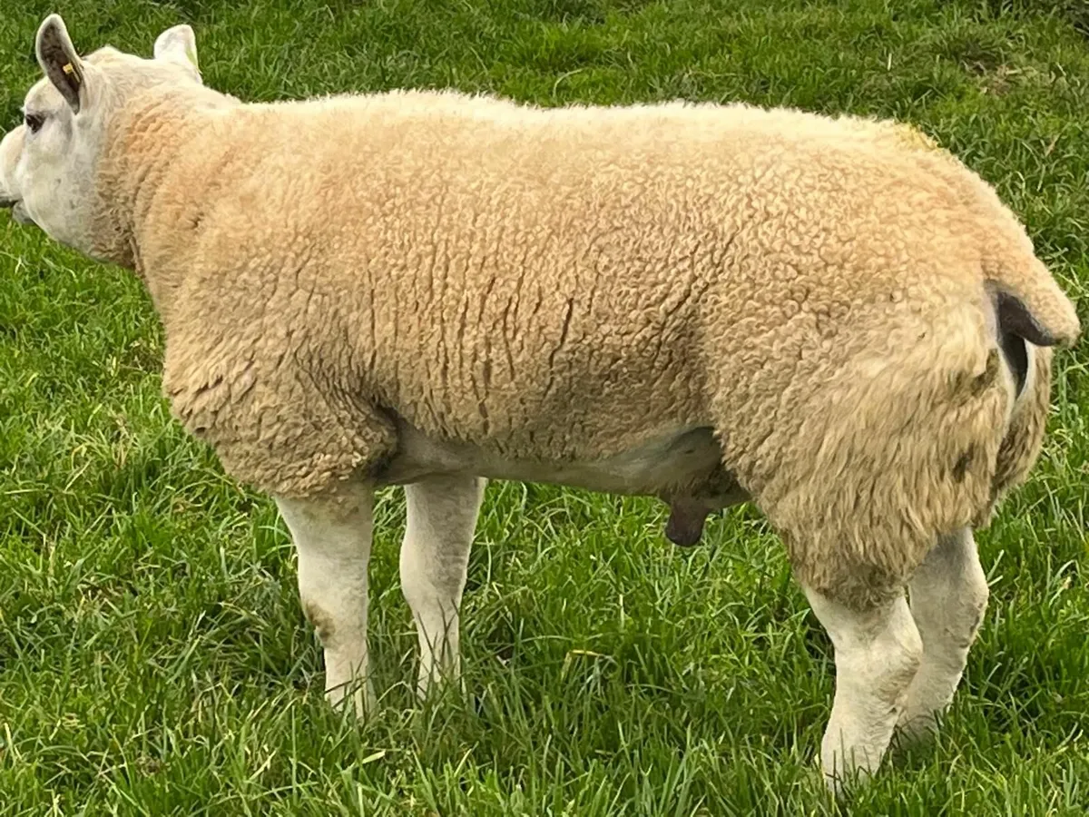 Pedigree Texel Ram - Image 1