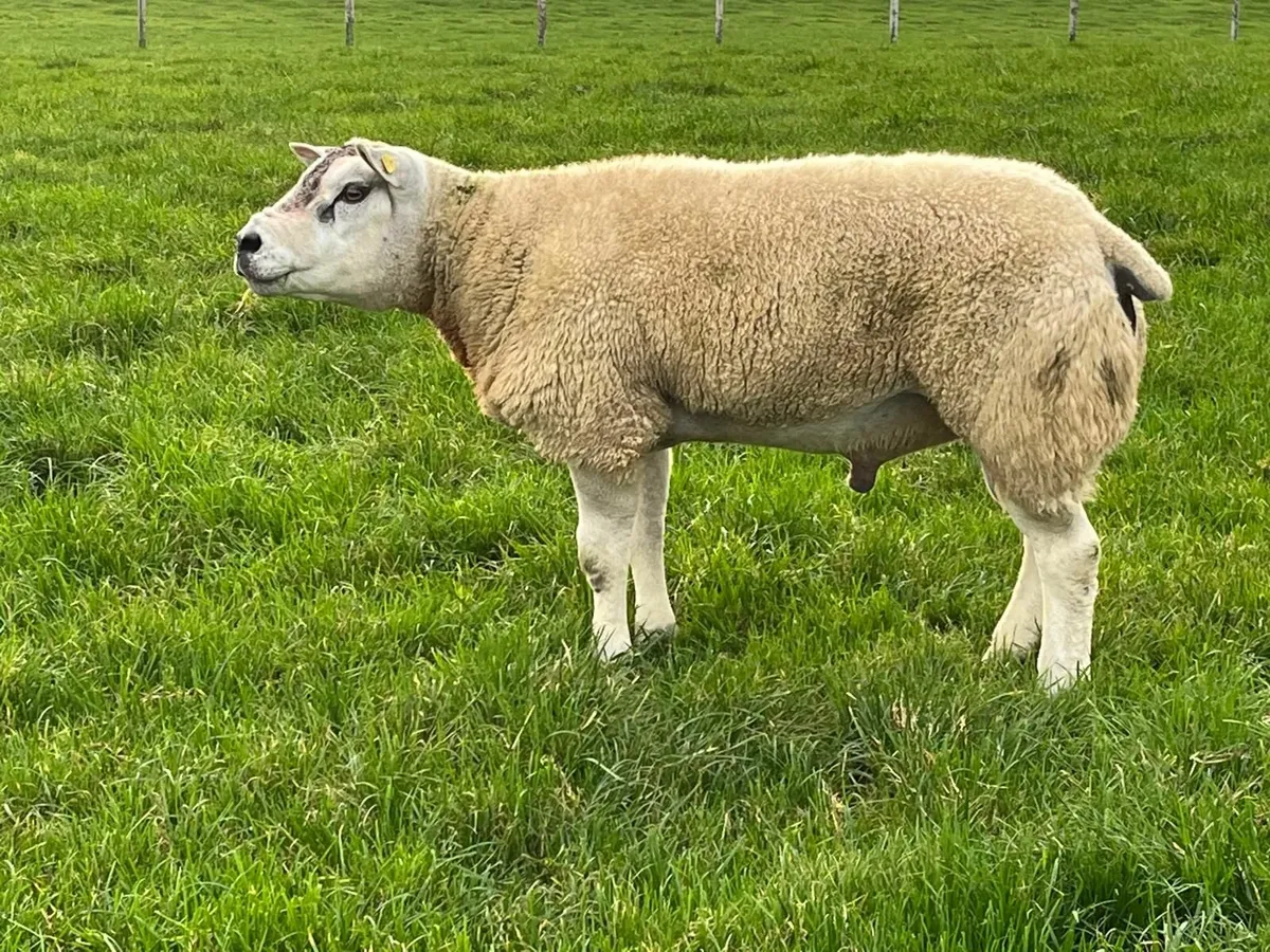 Pedigree Texel Ram - Image 2