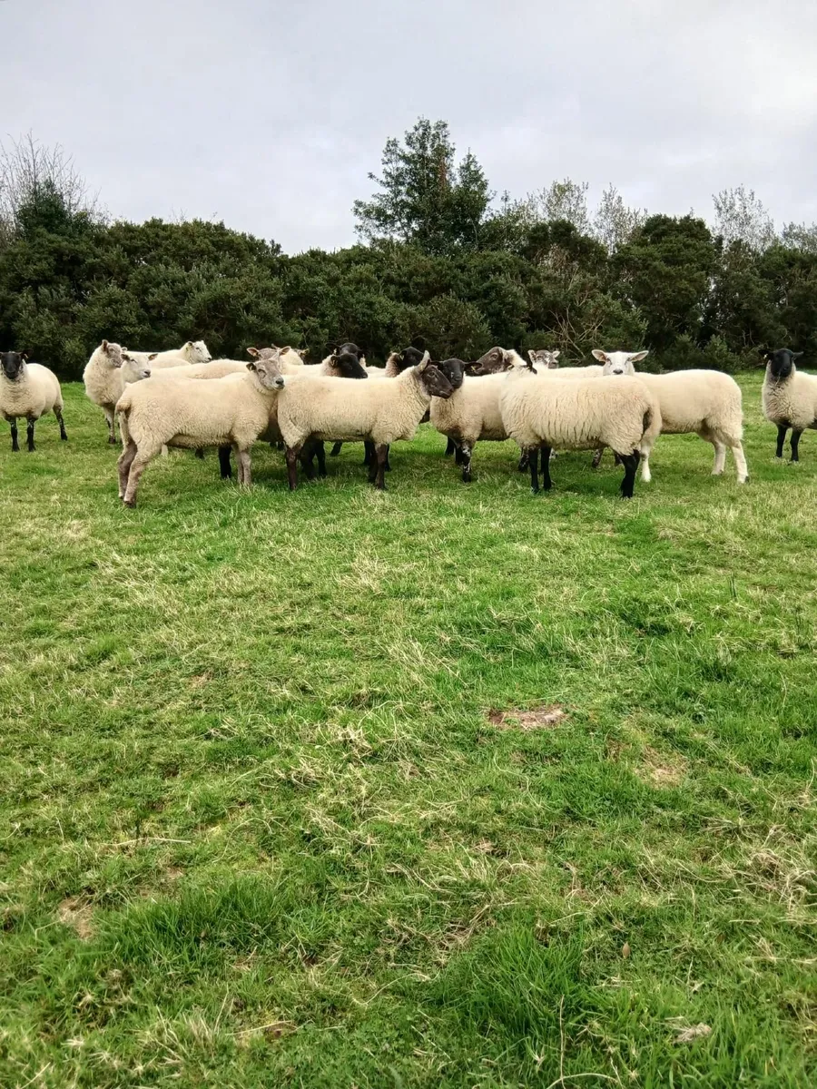 Sheep - Image 1
