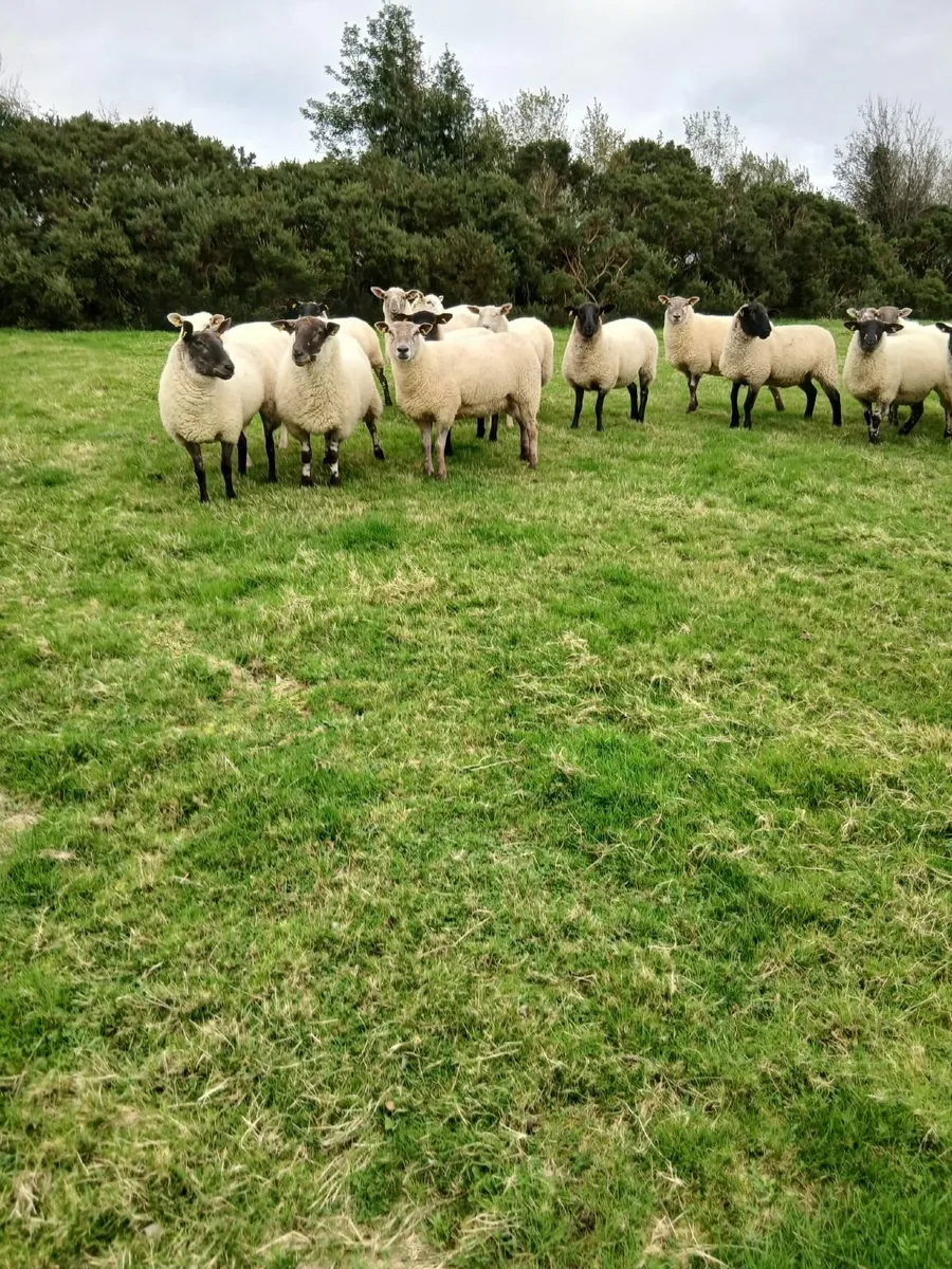 Sheep - Image 2