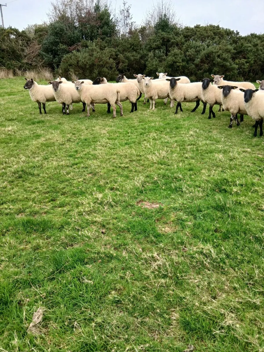Sheep - Image 3