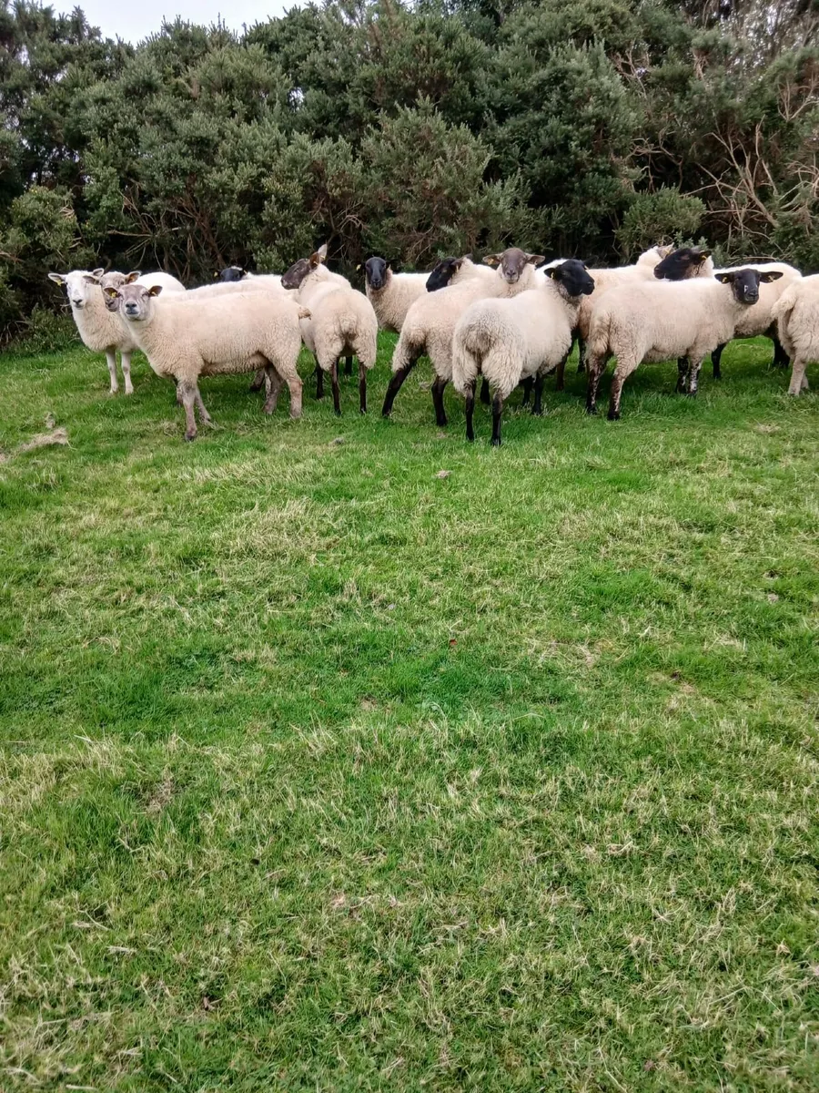 Sheep - Image 4