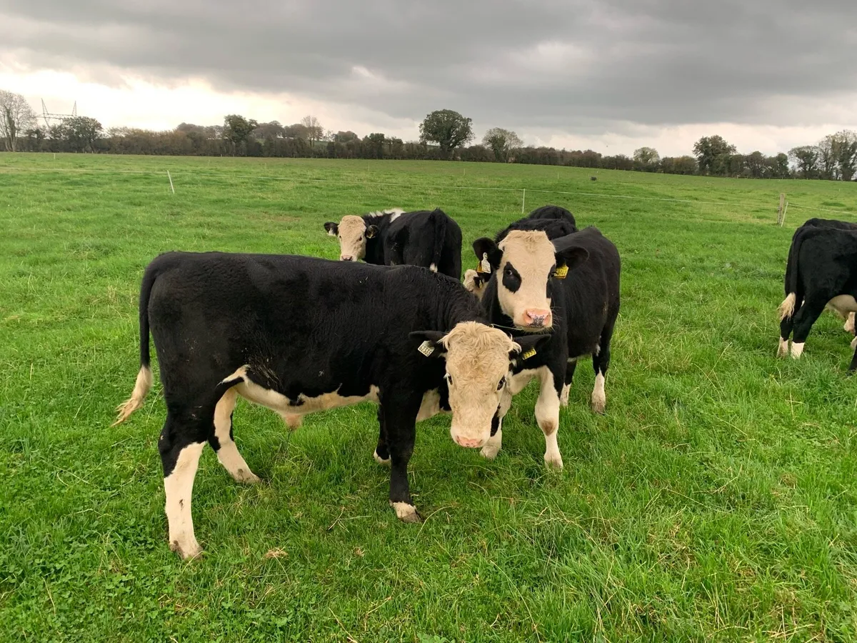 8 Hereford Bull Weanlings - Image 4