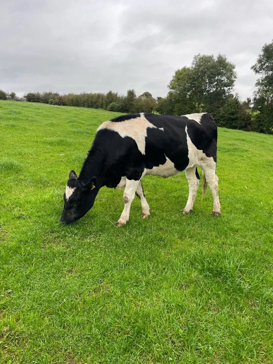 Dairy Heifers - Image 1