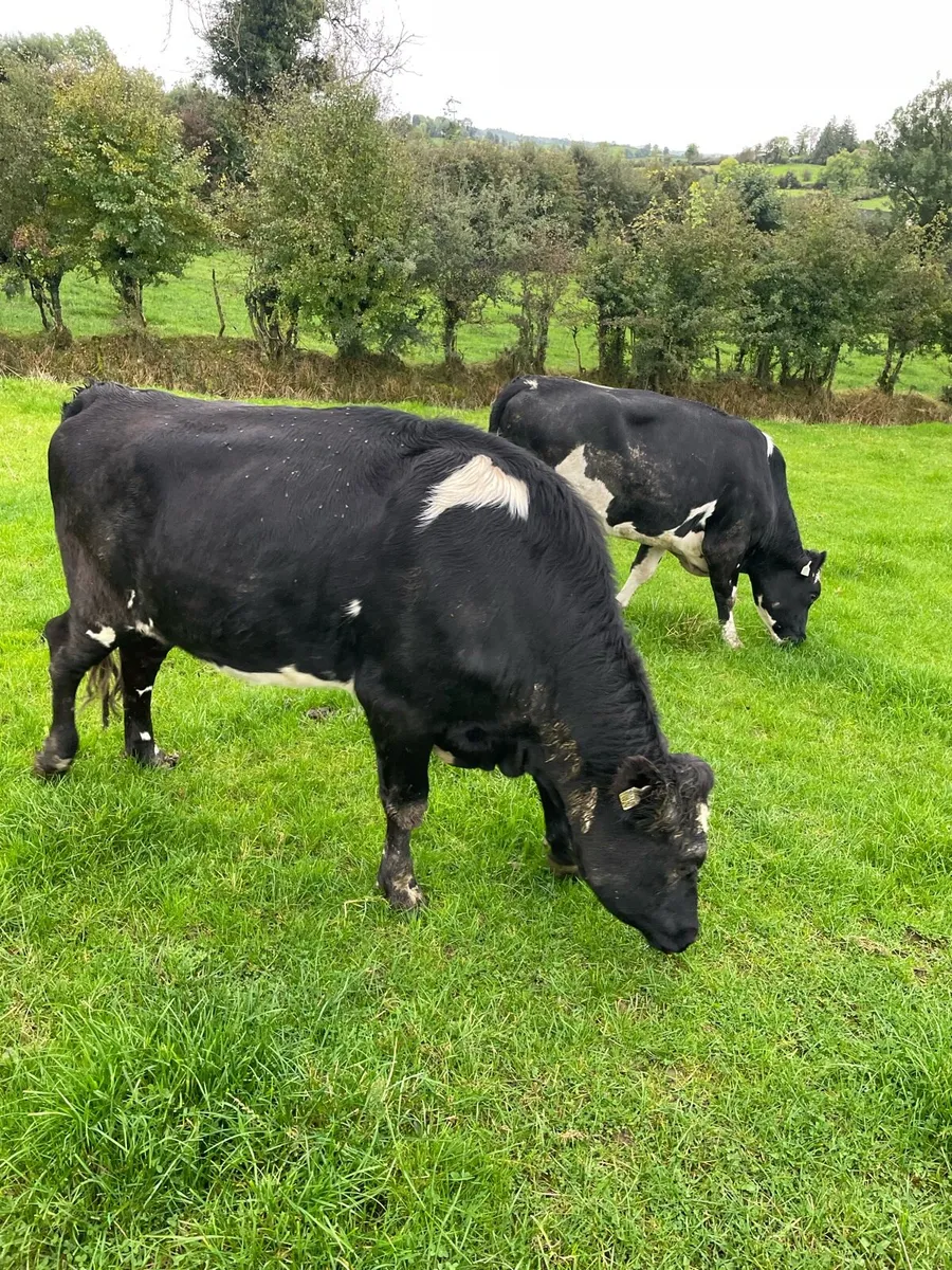 Dairy Heifers - Image 2