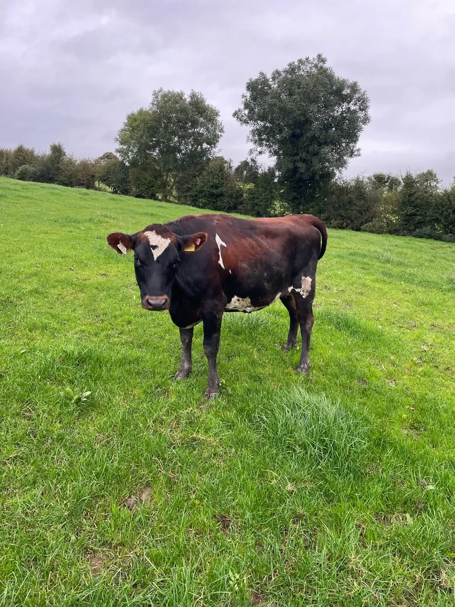 Dairy Heifers - Image 3