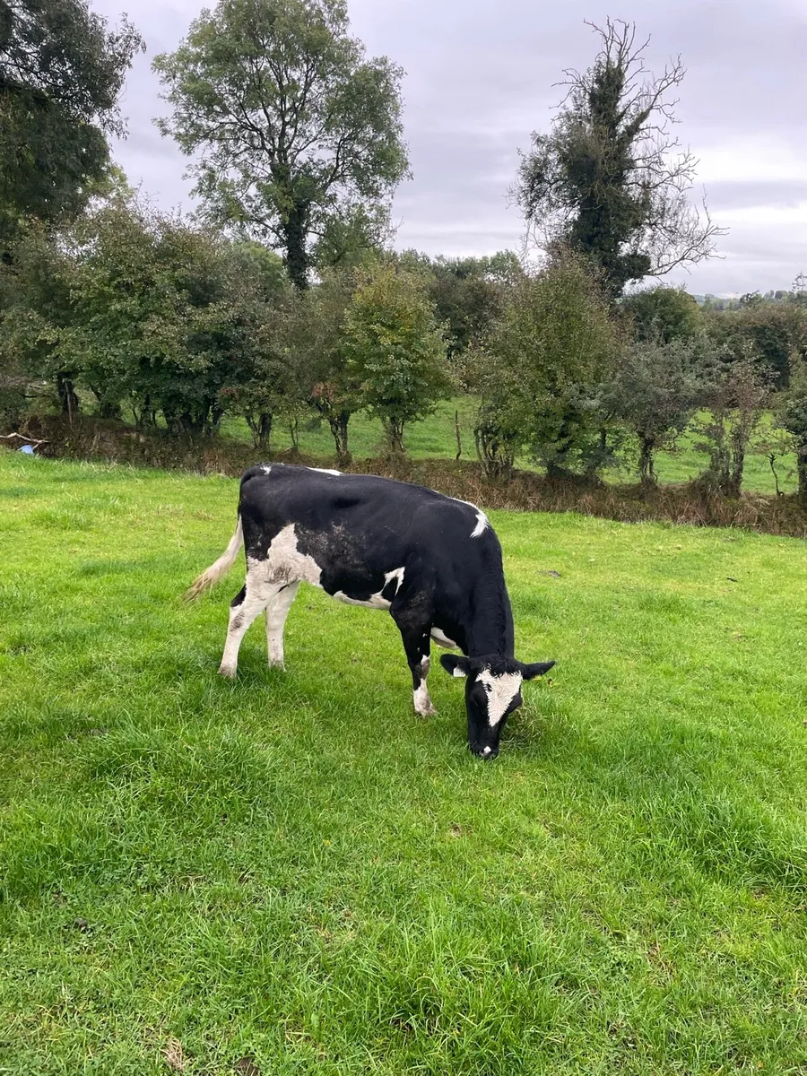 Dairy Heifers - Image 4