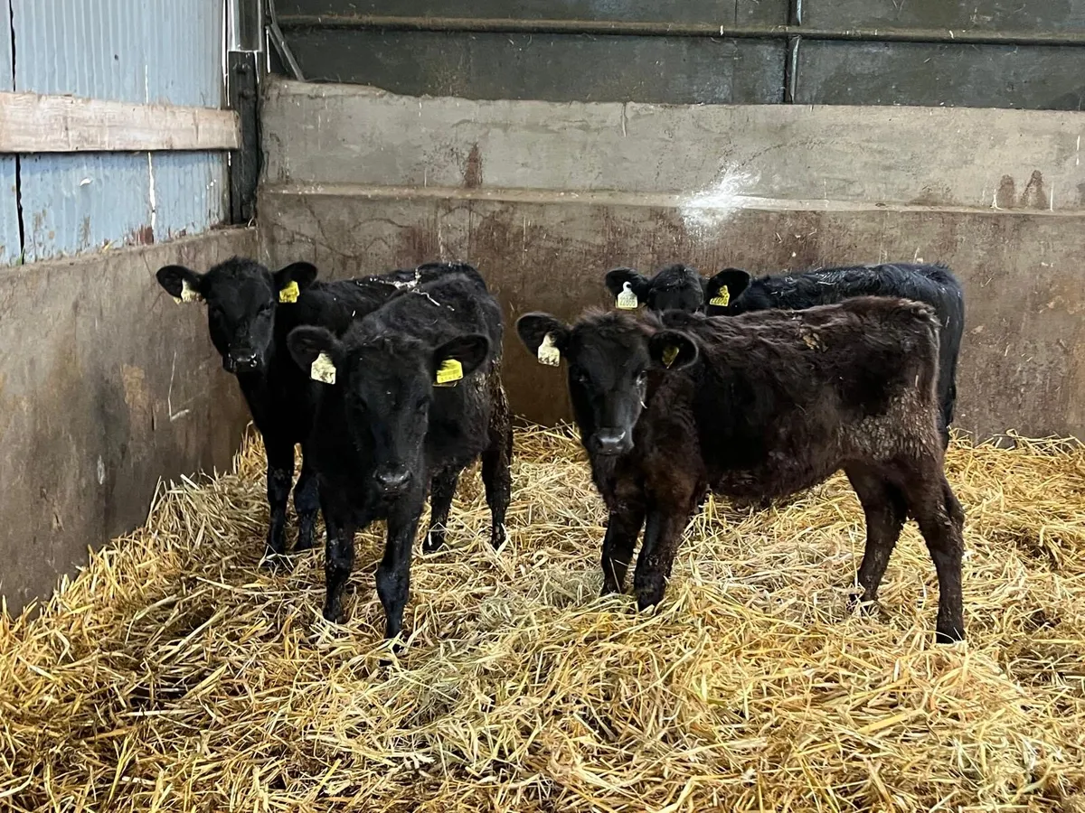 4 super Angus weanling heifers - Image 1