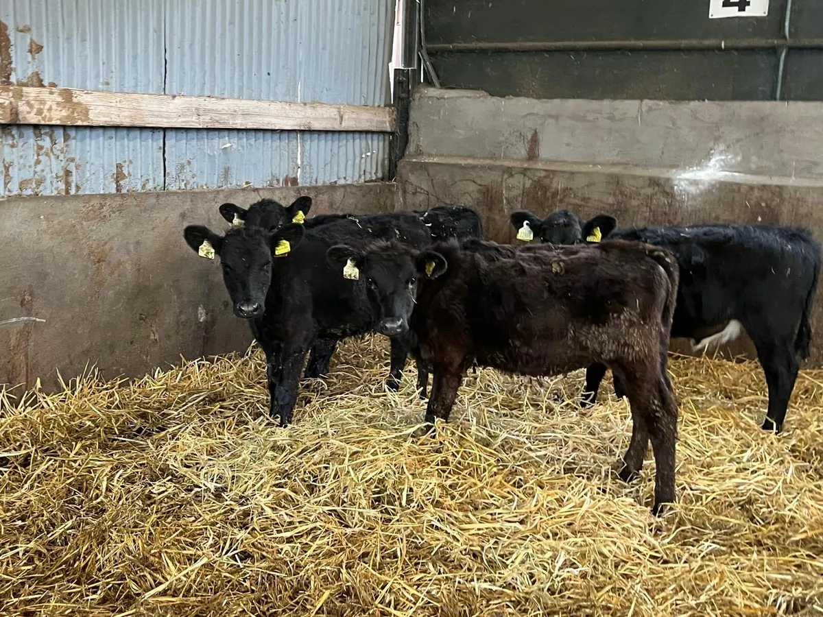 4 super Angus weanling heifers - Image 2