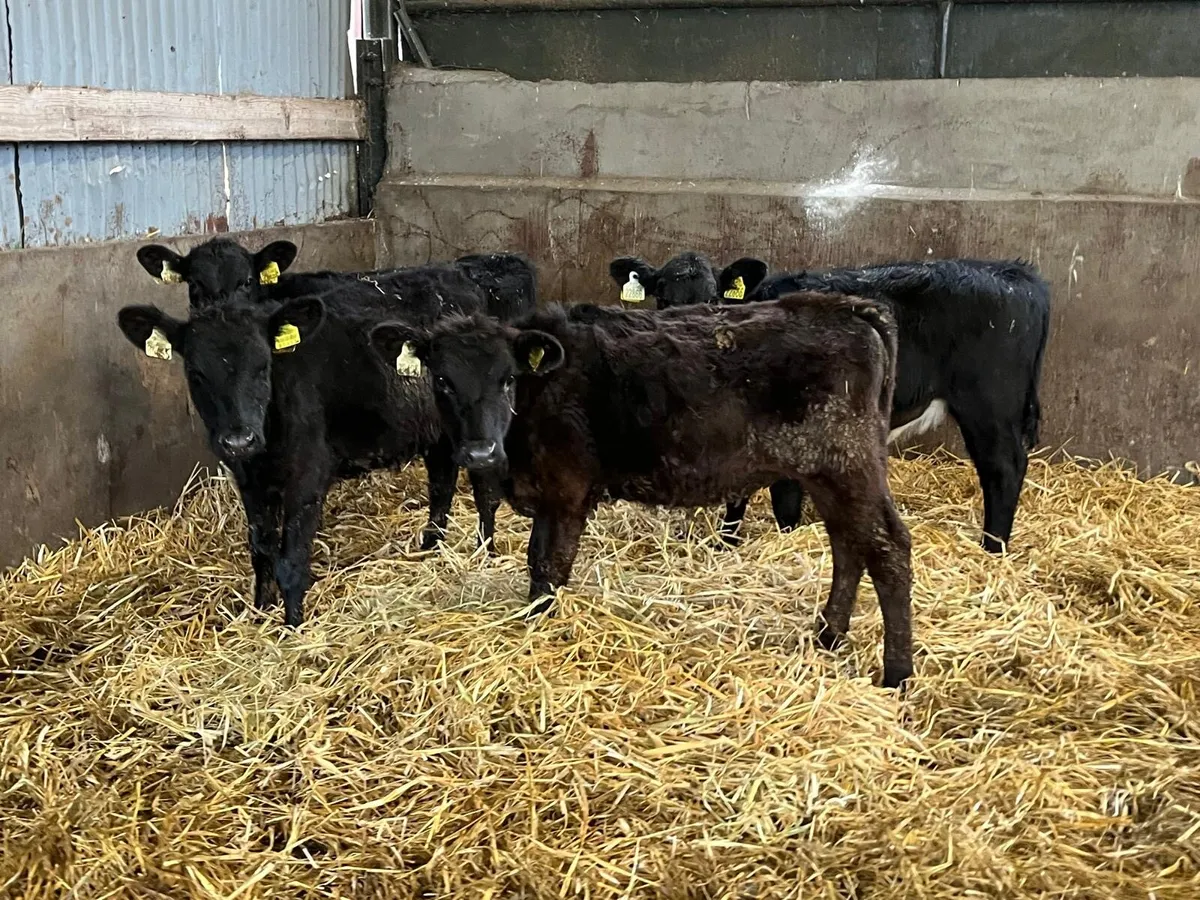 4 super Angus weanling heifers - Image 3