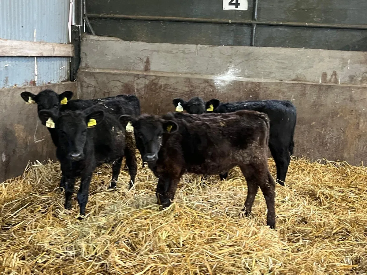 4 super Angus weanling heifers - Image 4