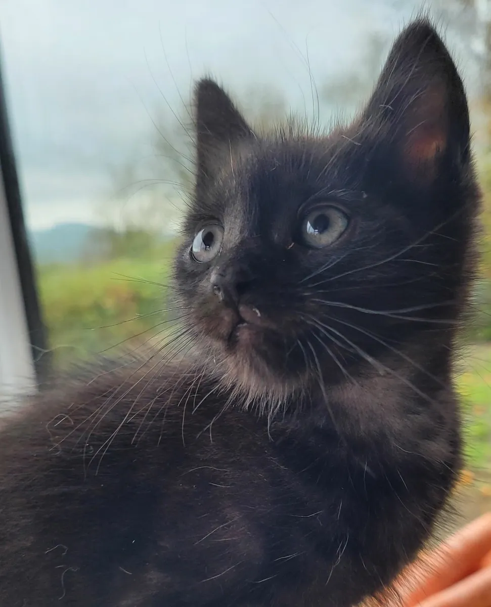 Kittens - Image 1