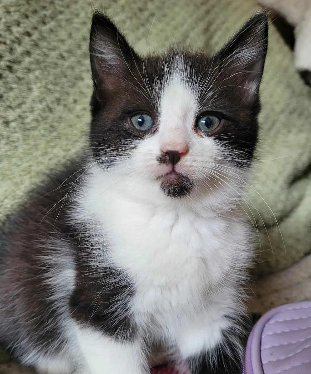 Kittens - Image 2