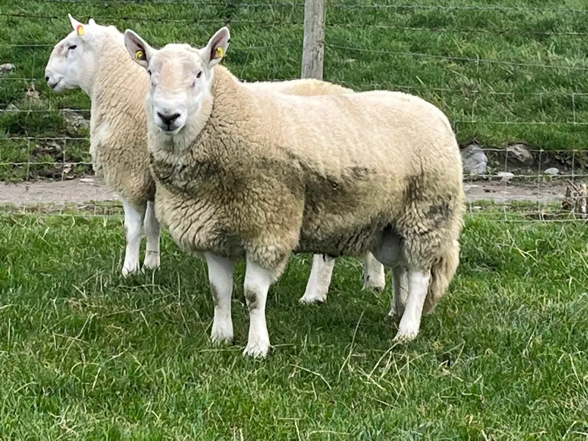 North Country Cheviot Rams - Image 1