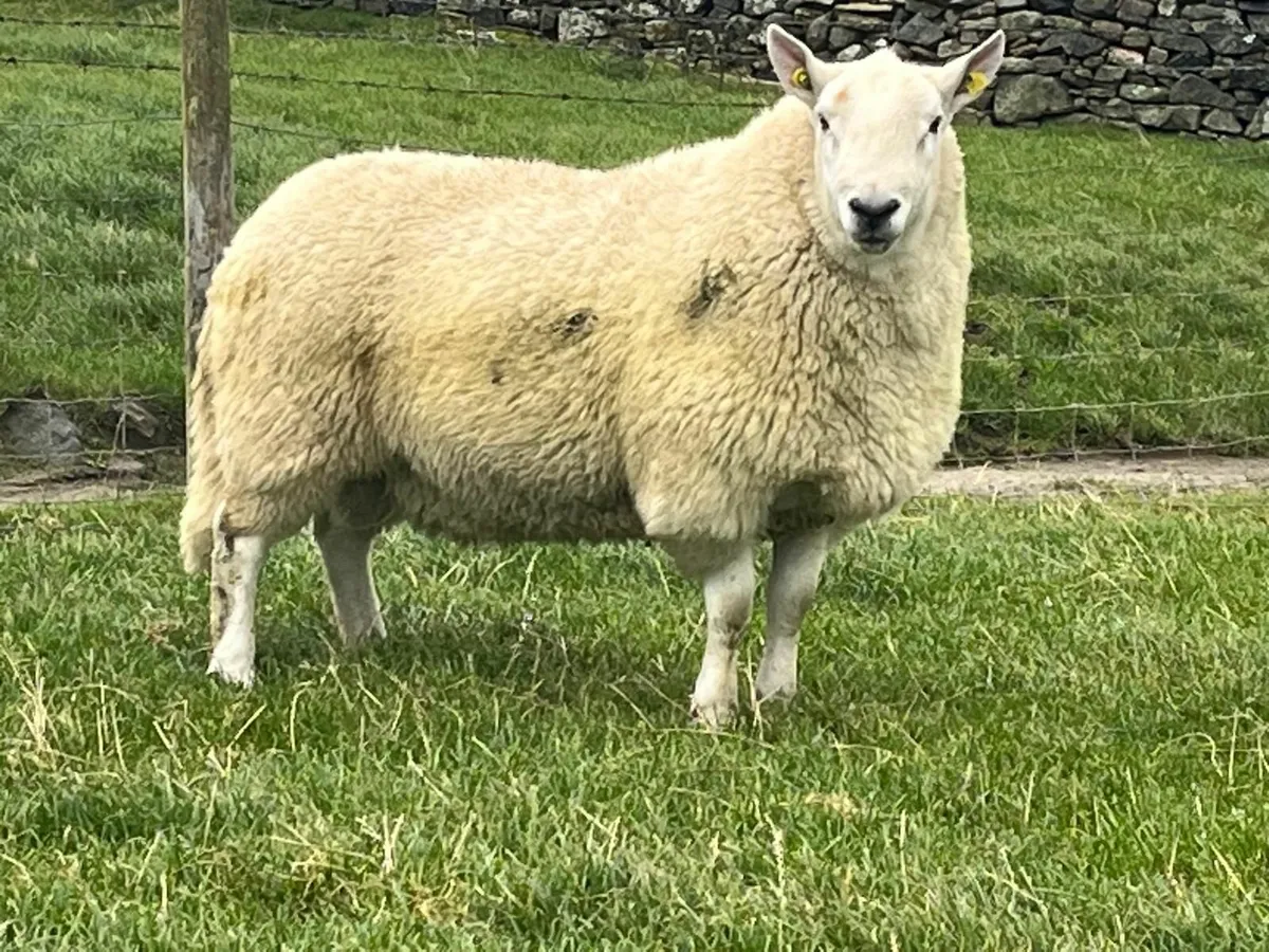 North Country Cheviot Rams - Image 2