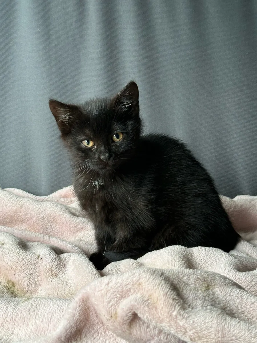 Kittens - Image 1