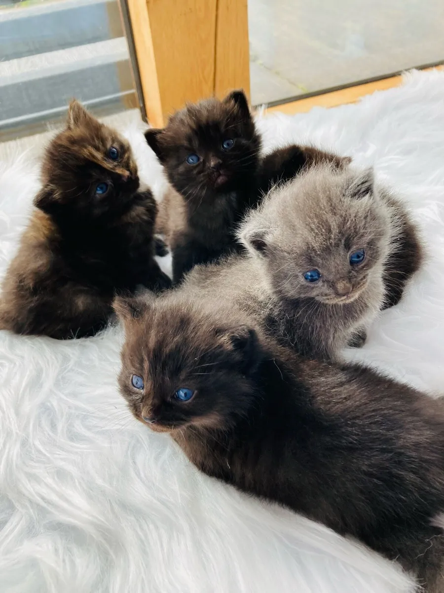 British Long Hair X Kitten - Image 1