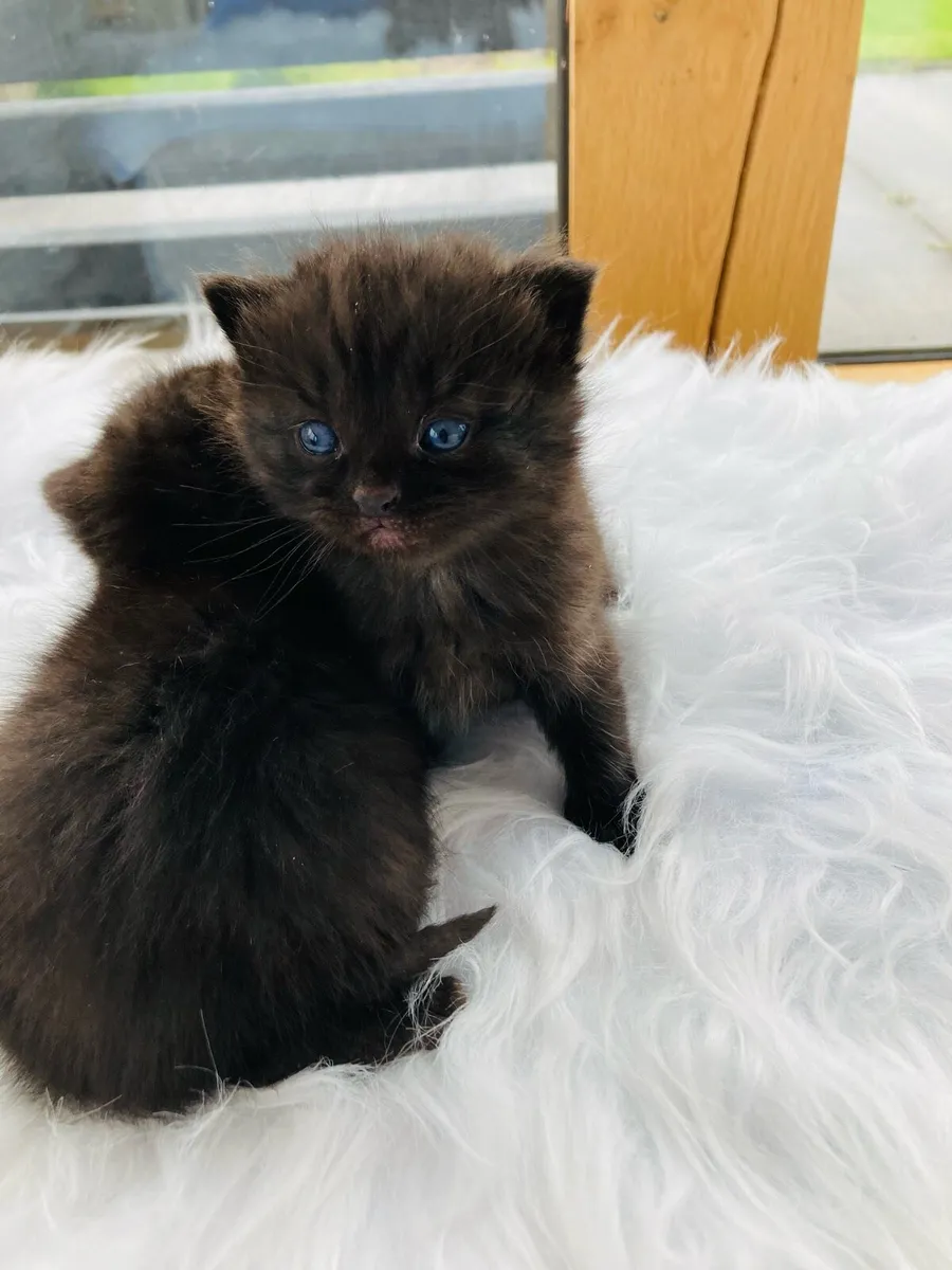 British Long Hair X Kitten - Image 2