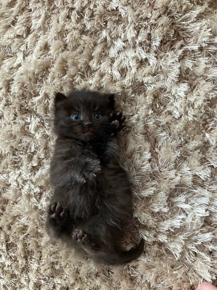 British Long Hair X Kitten - Image 3