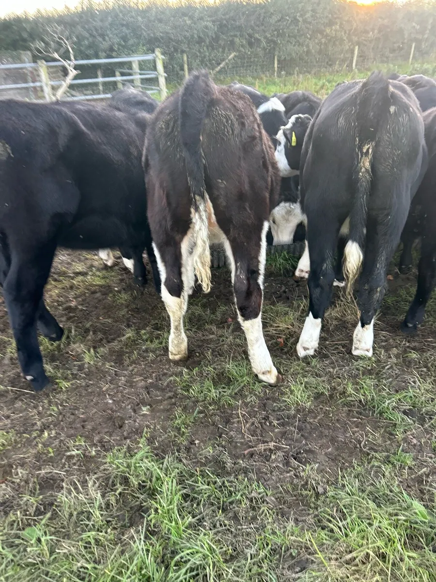 Weanlings for sale - Image 2